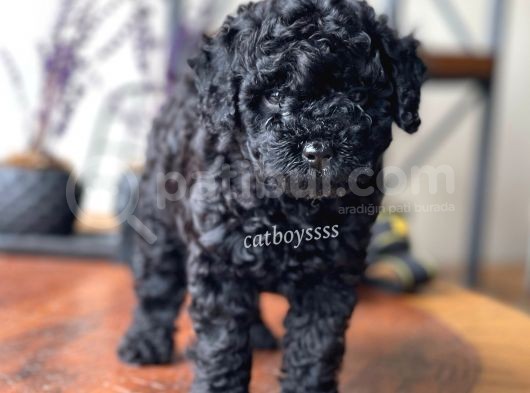 Orjinal Black Toy Poodle Erkek Yavrumuz görsel