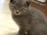 British Shorthair Erkek Yavrular