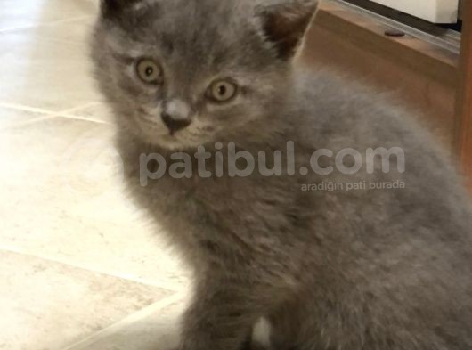 British Shorthair Erkek Yavrular görsel