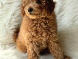 Red Toy Poodle Dişi Ve Erkek Yavrular