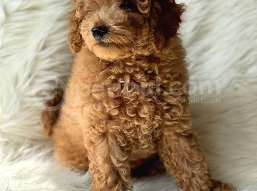 Red Toy Poodle Dişi Ve Erkek Yavrular görsel