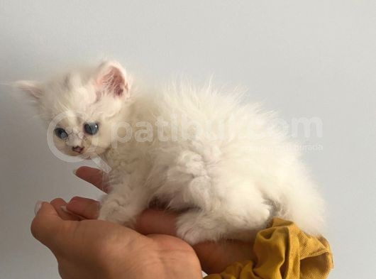 Lila’nın Yavruları görsel