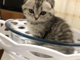 Scotish Fold Black Tabby Dişi Sıfır Kulak