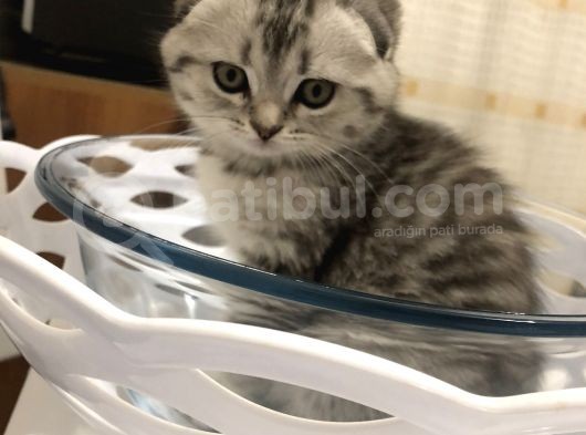 Scotish Fold Black Tabby Dişi Sıfır Kulak görsel