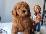 Red Toy Poodle Dişi Ve Erkek Bebekler
