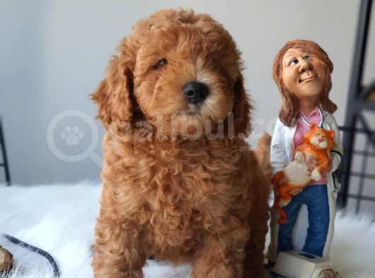 Red Toy Poodle Dişi Ve Erkek Bebekler görsel