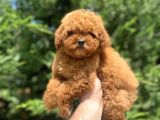 Red Brown Toy Poodle Di̇şi̇ Yavrularimiz
