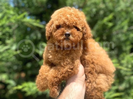 Red Brown Toy Poodle Di̇şi̇ Yavrularimiz görsel