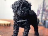 Orjinal Black Toy Poodle Erkek Yavrumuz
