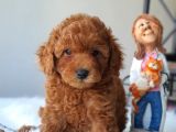 Red Toy Poodle Dişi Ve Erkek Bebekler