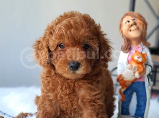 Red Toy Poodle Dişi Ve Erkek Bebekler görsel