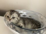 Scotish Fold Sıfır Kulak Silver Tabby Erkek