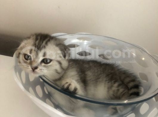 Scotish Fold Sıfır Kulak Silver Tabby Erkek görsel