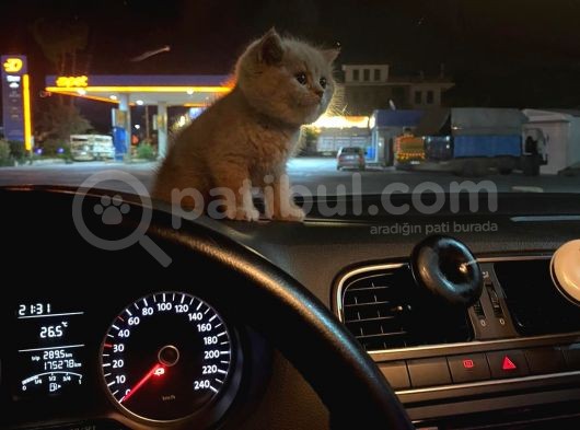 British Shorthair görsel
