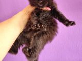Mainecoon Poly 6 Parmaklı Xl
