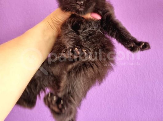 Mainecoon Poly 6 Parmaklı Xl görsel