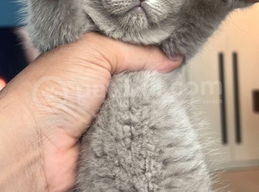 British Shorthair görsel