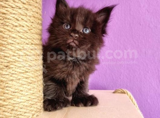 Mainecoon Poly 6 Parmaklı Xl görsel