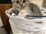 Scotish Fold Black Tabby Dişi Sıfır Kulak
