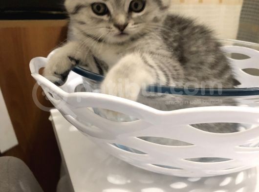 Scotish Fold Black Tabby Dişi Sıfır Kulak görsel