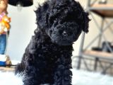 Orjinal Black Toy Poodle Erkek Yavrumuz
