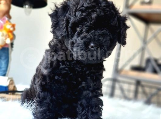 Orjinal Black Toy Poodle Erkek Yavrumuz