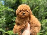 Red Brown Toy Poodle Di̇şi̇ Yavrularimiz