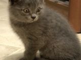 British Shorthair Erkek Yavrular