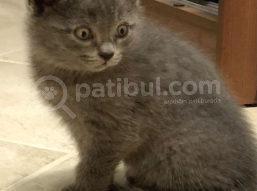British Shorthair Erkek Yavrular görsel