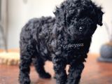 Orjinal Black Toy Poodle Erkek Yavrumuz