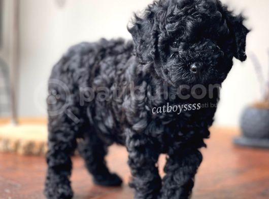 Orjinal Black Toy Poodle Erkek Yavrumuz görsel