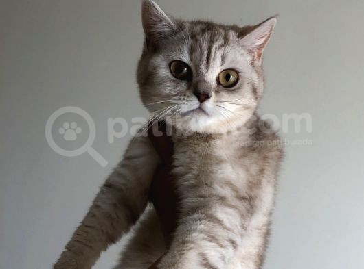 British Shorthair görsel