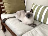 1.5 Yaşında Bluepoint Dişi Kedi (Kısırlaştırıldı)