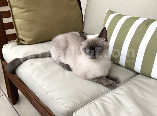 1.5 Yaşında Bluepoint Dişi Kedi (Kısırlaştırıldı) görsel