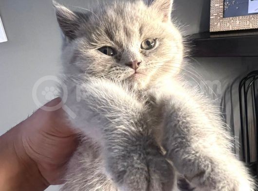 British Shorthair görsel