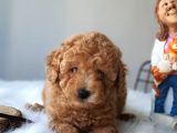 Red Toy Poodle Dişi Ve Erkek Bebekler
