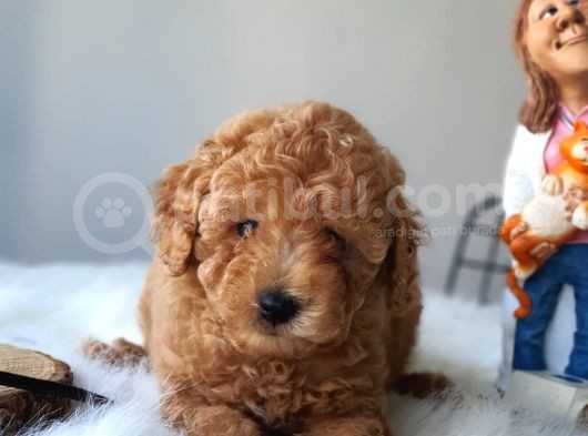 Red Toy Poodle Dişi Ve Erkek Bebekler görsel