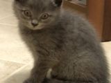 British Shorthair Erkek Yavrular