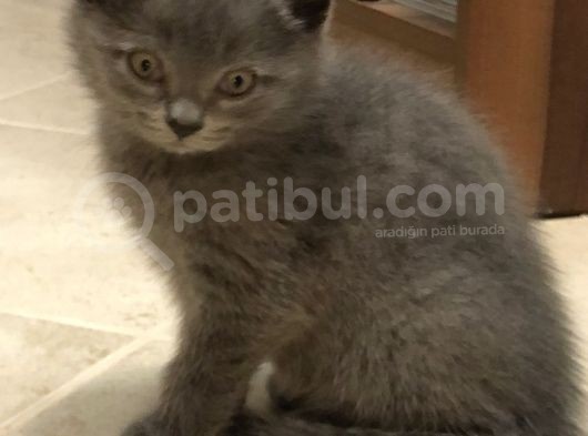 British Shorthair Erkek Yavrular görsel