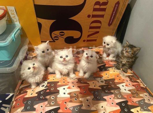 Lila’nın Yavruları