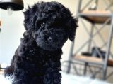 Orjinal Black Toy Poodle Erkek Yavrumuz