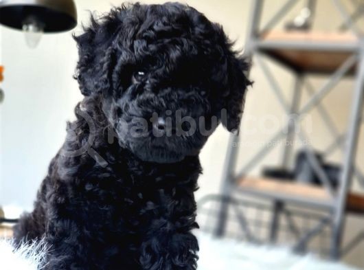 Orjinal Black Toy Poodle Erkek Yavrumuz görsel