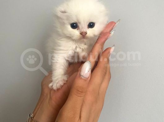 Lila’nın Yavruları görsel