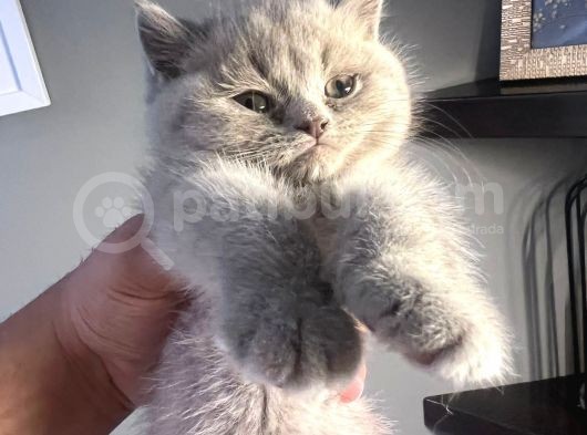 British Shorthair görsel