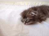 2 Aylık Bal Suratlı Scottish Fold