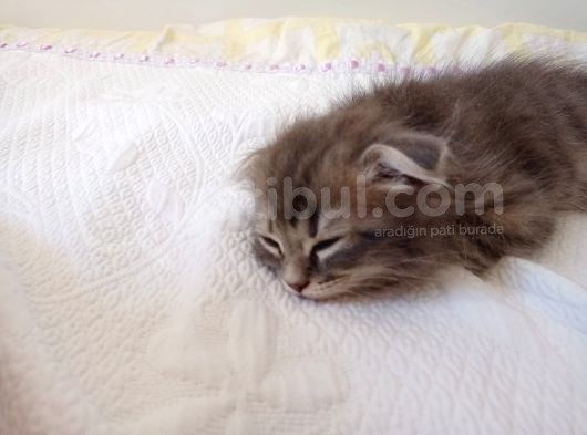 2 Aylık Bal Suratlı Scottish Fold