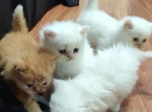 Safkan Sevimli Chincilla görsel
