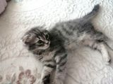 2 Aylık Bal Suratlı Scottish Fold