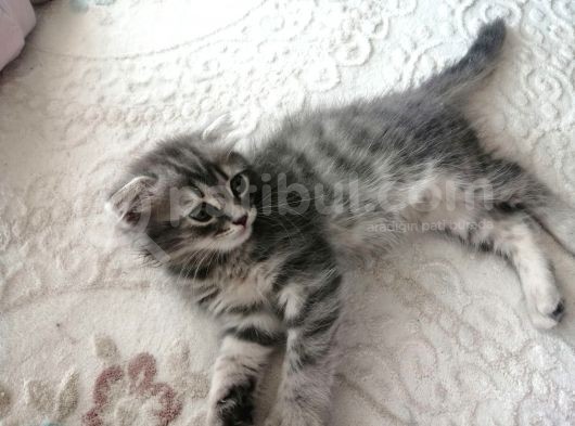 2 Aylık Bal Suratlı Scottish Fold görsel