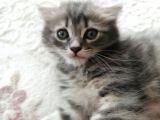 2 Aylık Bal Suratlı Scottish Fold